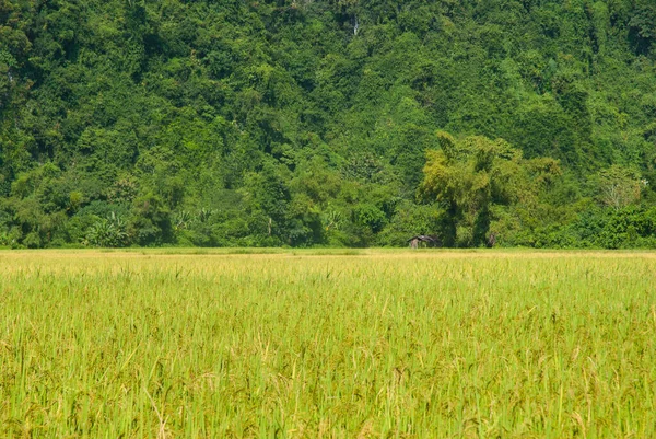 具有山区背景的稻田 老挝旺旺 — 图库照片