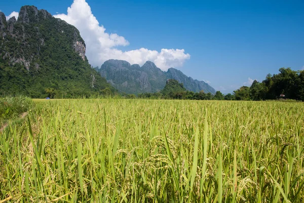 Pole Ryżowe Tłem Górskim Vang Vieng Laos — Zdjęcie stockowe