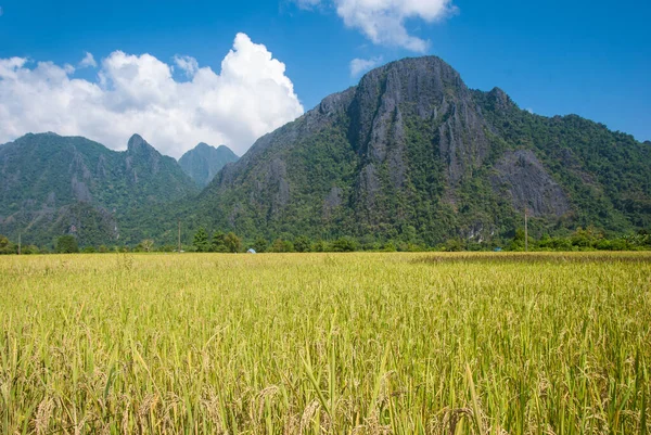 Pole Ryżowe Tłem Górskim Vang Vieng Laos — Zdjęcie stockowe