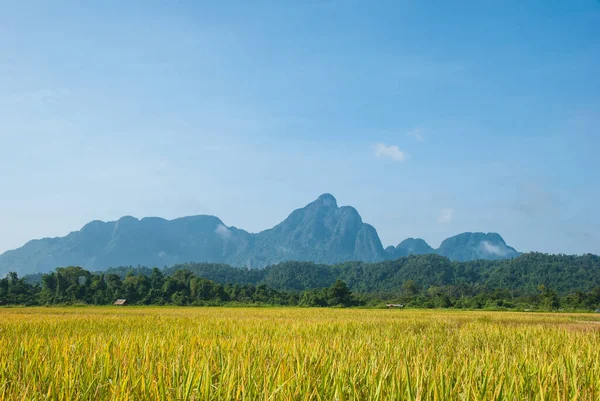 Pole Ryżowe Tłem Górskim Vang Vieng Laos — Zdjęcie stockowe