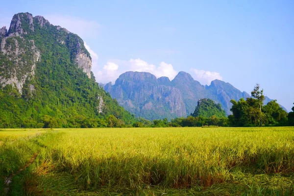 Pole Ryżowe Tłem Górskim Vang Vieng Laos — Zdjęcie stockowe