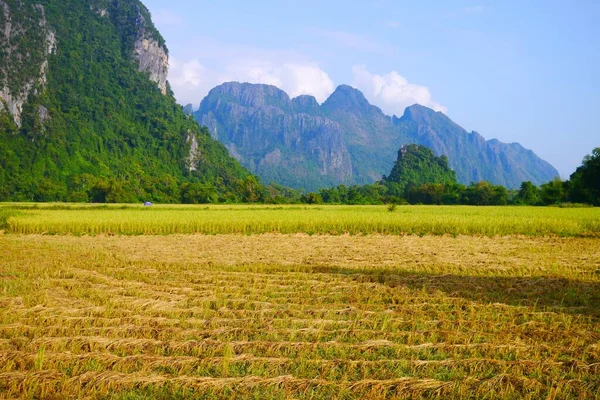 Рисове Поле Гірським Тлом Ван Віенг Лаос — стокове фото