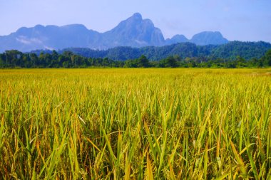 Dağ destekli pirinç tarlası, Vang Vieng, Laos