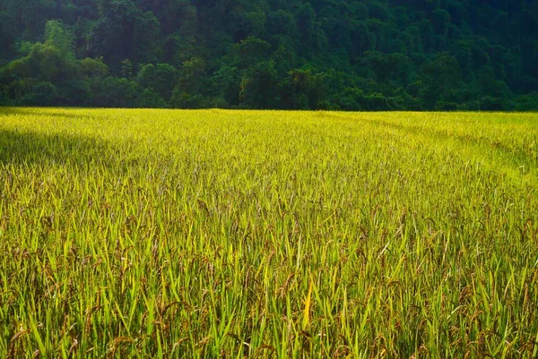 Rijstveld Met Bergachtige Achtergrond Vang Vieng Laos — Stockfoto
