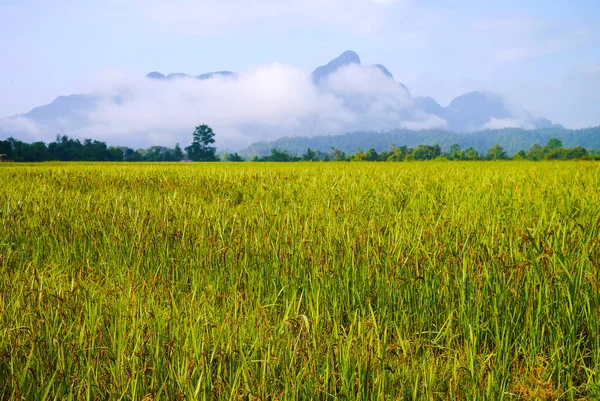 Ladang Padi Dengan Latar Belakang Pegunungan Vang Vieng Laos — Stok Foto
