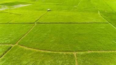 Pirinç tarlalarının havadan görünüşü