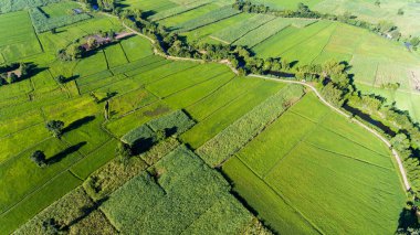 Pirinç tarlalarının havadan görünüşü