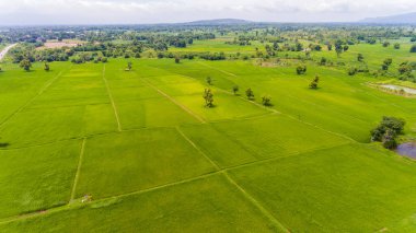 Pirinç tarlalarının havadan görünüşü