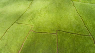 Pirinç tarlalarının havadan görünüşü