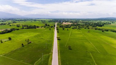 Pirinç tarlalarının havadan görünüşü