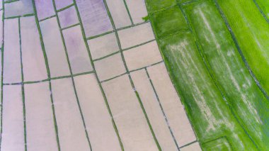 Pirinç tarlalarının havadan görünüşü