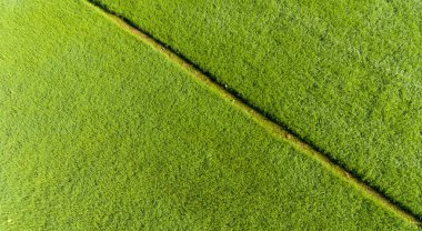Pirinç tarlalarının havadan görünüşü