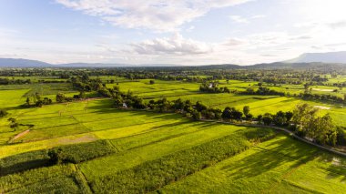 Pirinç tarlalarının havadan görünüşü