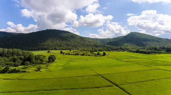 Vue Aérienne Une Rizière — Photo