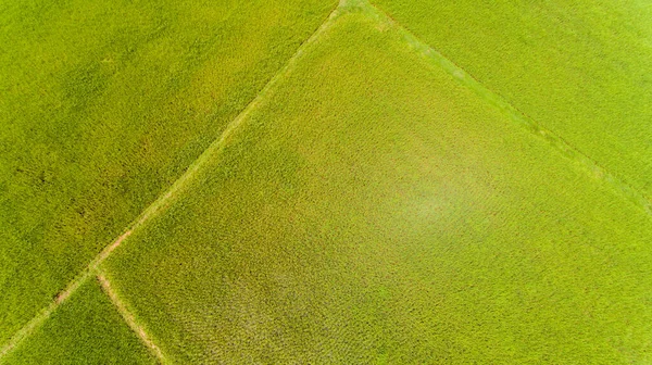 Vista Aérea Campo Arroz — Fotografia de Stock