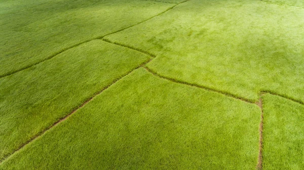 Vista Aérea Campo Arroz — Fotografia de Stock