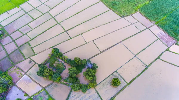 Aerial View Rice Fields — Stock Photo, Image