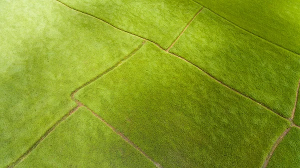 Vista Aérea Campo Arroz — Fotografia de Stock