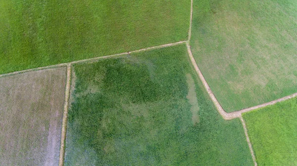 Vista Aérea Campo Arroz — Fotografia de Stock