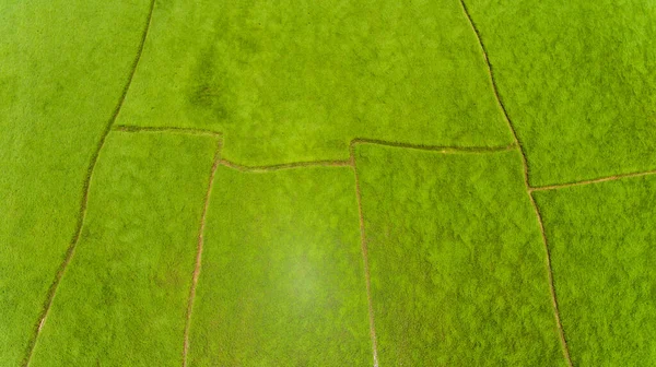 Luftaufnahme Eines Reisfeldes — Stockfoto