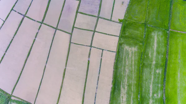 Vista Aérea Campo Arroz — Fotografia de Stock