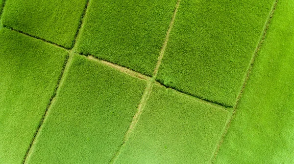 Vista Aérea Campo Arroz — Fotografia de Stock