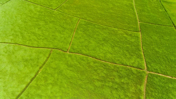 Aerial View Rice Fields — Stock Photo, Image