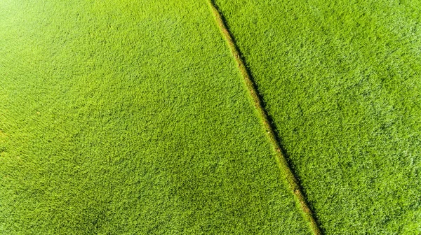 Vista Aérea Campo Arroz — Fotografia de Stock