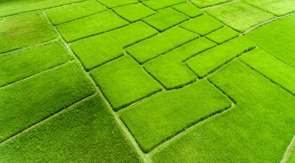 Vista Aérea Campo Arroz — Fotografia de Stock