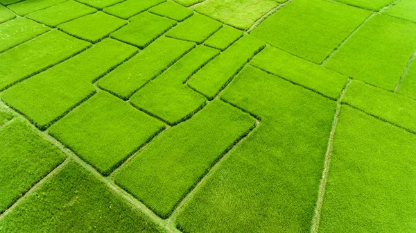 从空中俯瞰稻田 — 图库照片