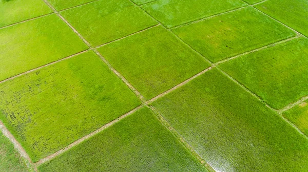 Vista Aérea Campo Arroz — Fotografia de Stock