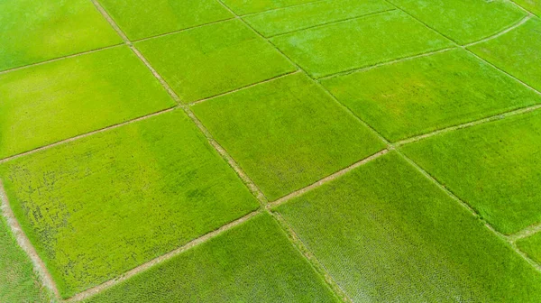 Vista Aérea Campo Arroz — Fotografia de Stock