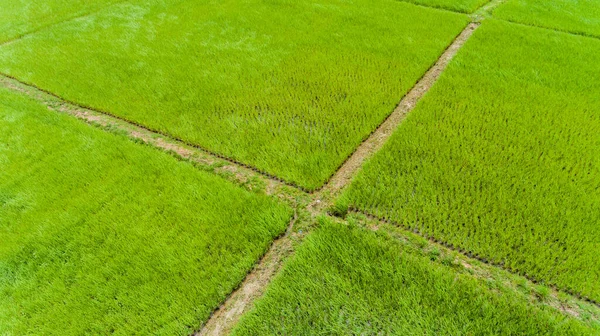 Vista Aérea Campo Arroz — Fotografia de Stock