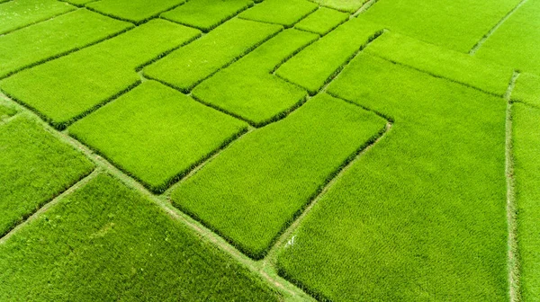 Vista Aérea Campo Arroz — Fotografia de Stock