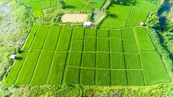 Vista Aérea Campo Arroz — Fotografia de Stock