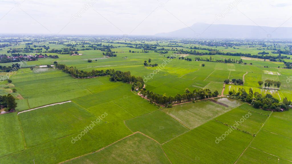 Aerial view of a rice fields