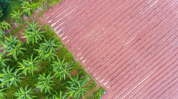 Vista Aérea Das Bananas Plantação — Fotografia de Stock