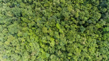 Ormanın havadan görünüşü.