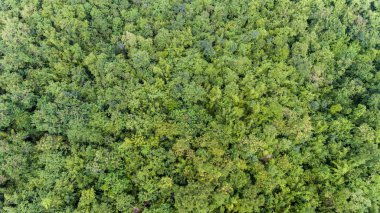 Ormanın havadan görünüşü.