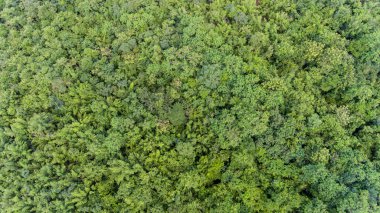 Ormanın havadan görünüşü.