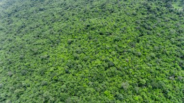 Ormanın havadan görünüşü.