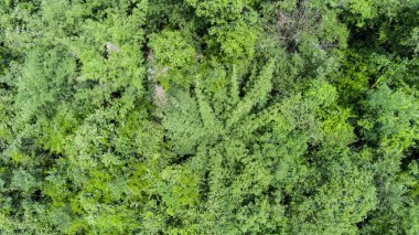 Ormanın havadan görünüşü.