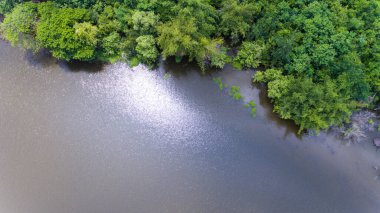 Ormanın havadan görünüşü.