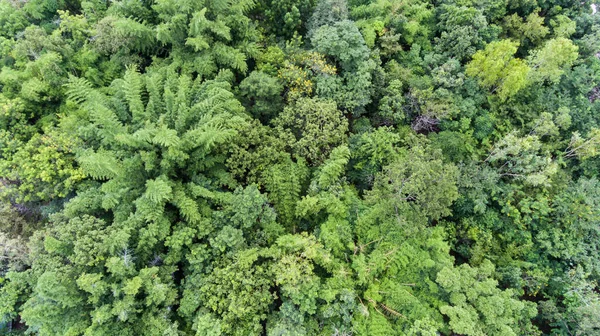 Vista Aérea Floresta — Fotografia de Stock