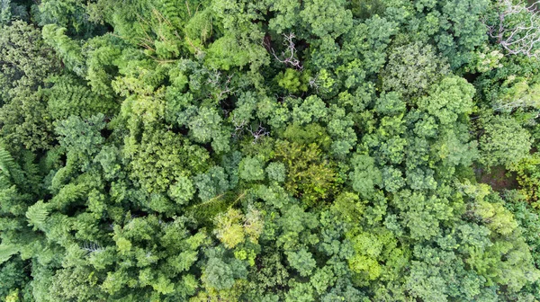 Vista Aérea Floresta — Fotografia de Stock