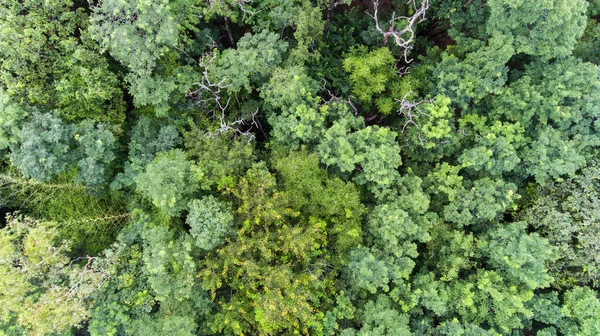 Vista Aérea Del Bosque — Foto de Stock