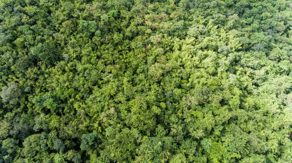 Vista Aérea Floresta — Fotografia de Stock