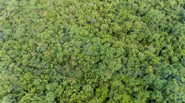 Vista Aérea Floresta — Fotografia de Stock