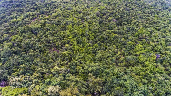 Vista Aérea Floresta — Fotografia de Stock