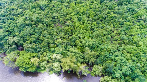 Vista Aérea Floresta — Fotografia de Stock